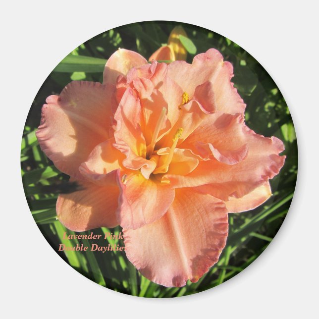 Lavendelrosa Doppelte Taglilien Magnet (Vorne)