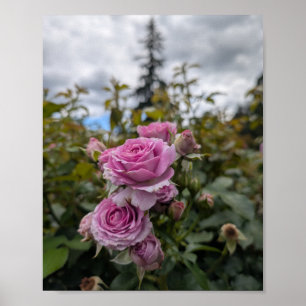 Lavendelrosa Rosen bei dramatischem bewölktem Himm Poster