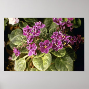LavendelSaintpaulia "lila Wahl" (Afrikaner Viol Poster