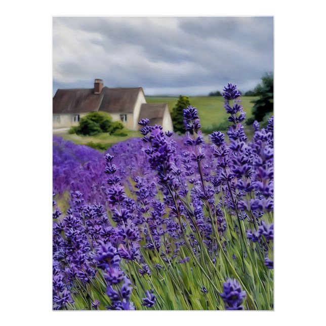 Lavendelträume Poster (Vorderseite)