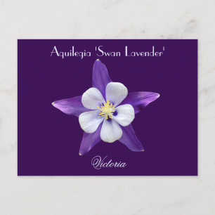 Lavender Aquilegia Columbine Postcard Postkarte