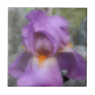 Lavender Bearded Iris Blume Nature Fliese