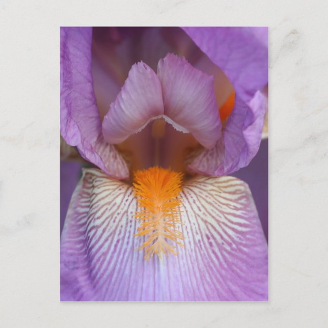 Lavender Bearded Iris Blume Petal Postkarte (Vorderseite)