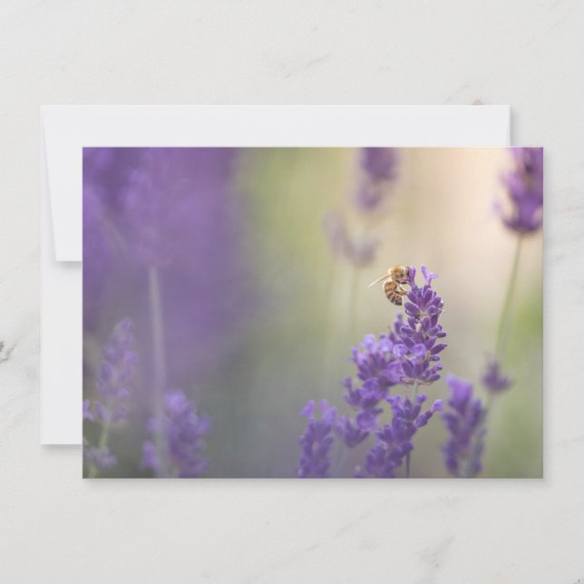 Lavender Blume Honeybee Naturokarte (Vorderseite)