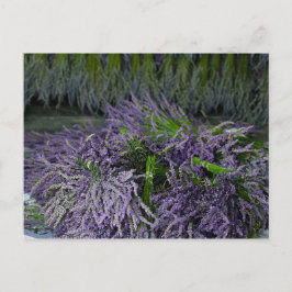 Lavender Bunches Postkarte