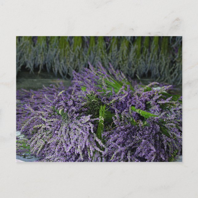 Lavender Bunches Postkarte (Vorderseite)