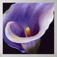 Lavender Calla Lily