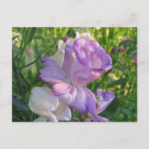 Lavender Campunella Bell Blume Postkarte