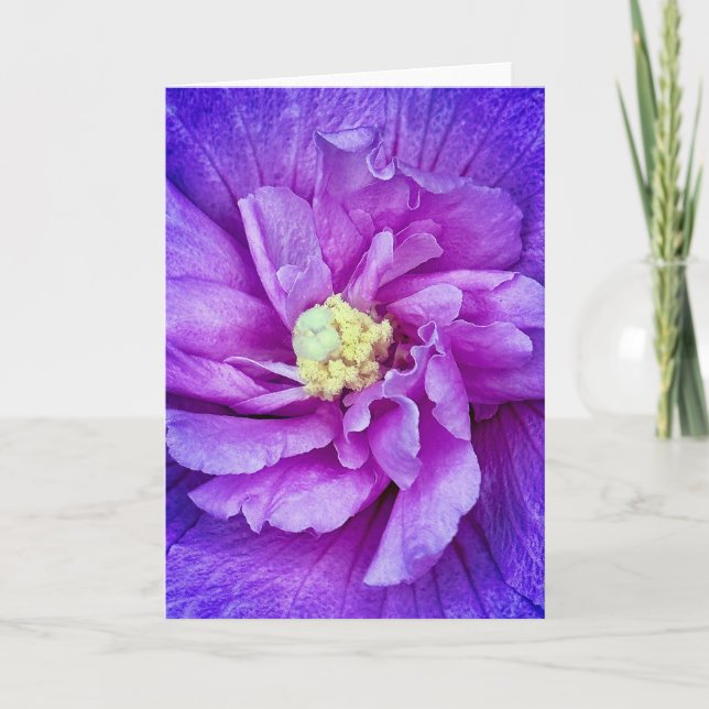 Lavender Chiffon Hibiskus Blank Grußkarte Einladung (Vorderseite)