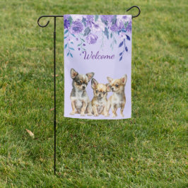 Lavender Chihuahua Welppies
