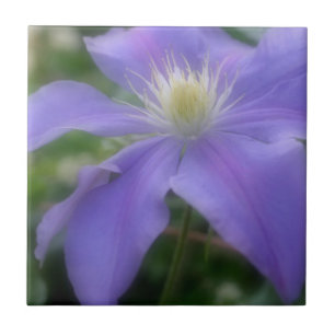 Lavender Clematis Blume Nature Fliese