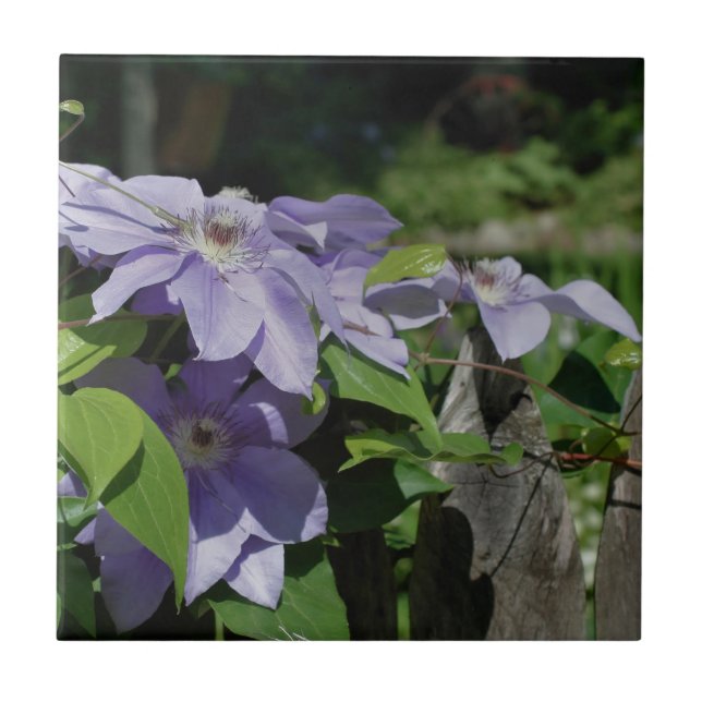 Lavender Clematis Blume zur Zaunnatur Fliese (Vorderseite)