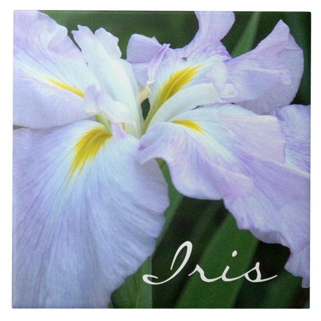 Lavender Colored Iris (Foto) Fliese (Vorderseite)
