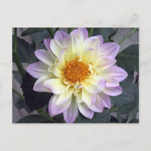 Lavender Creme Dahlia Postkarte
