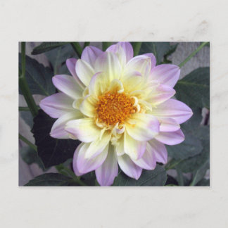 Lavender Creme Dahlia Postkarte