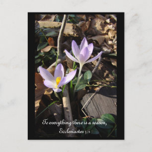 Lavender Crocus Postkarte