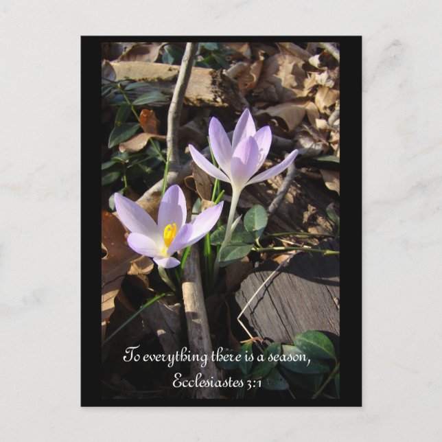Lavender Crocus Postkarte (Vorderseite)