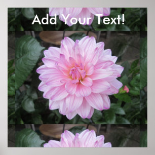Lavender Dahlia Blume Poster