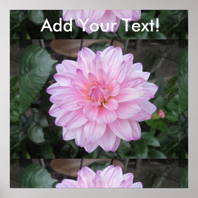 Lavender Dahlia Blume Poster (Vorne)