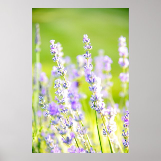 Lavender Dream Poster (Vorne)