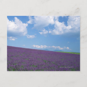 Lavender Field 3 Postkarte