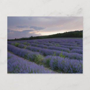 Lavender field at sunset postkarte