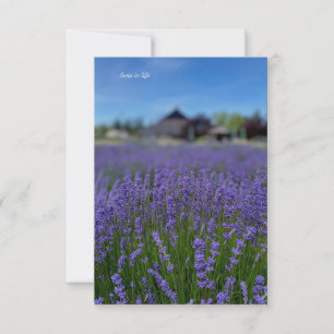 Lavender Field & Barn Mitteilungskarte