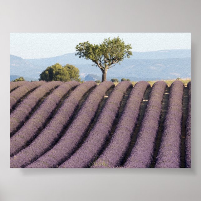 Lavender field in Provence Poster (Vorne)