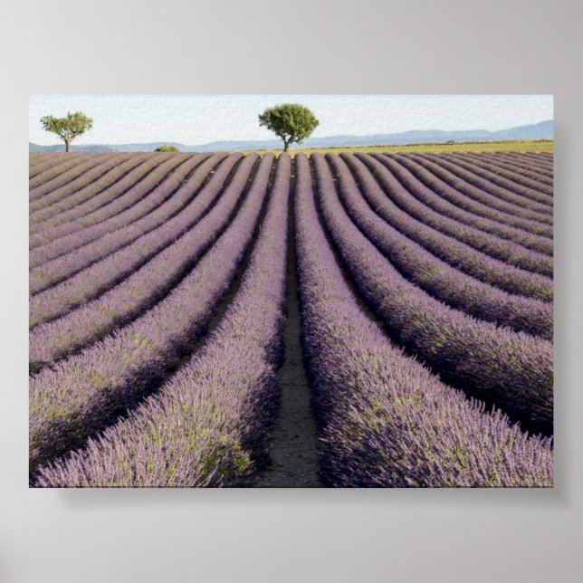Lavender field in Provence Poster (Vorne)