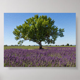 Lavender field in Provence Poster