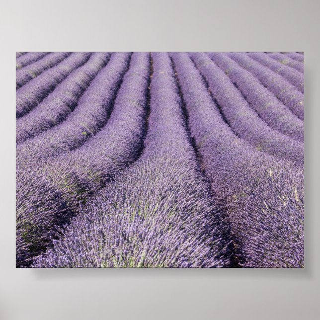 Lavender field in Provence Poster (Vorne)