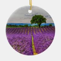 Lavender Field landschaftlich, Frankreich
