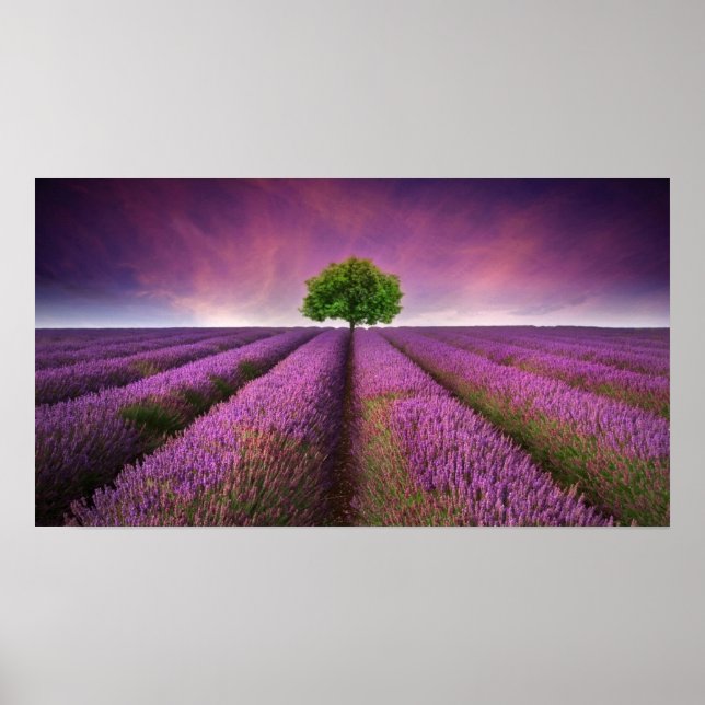 Lavender Field Landsommer Sunset Poster (Vorne)