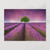 Lavender Field Landsommer Sunset