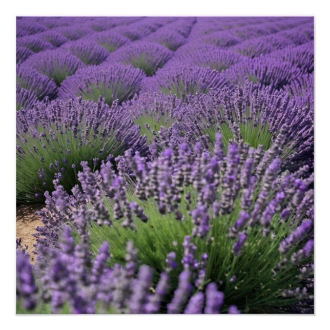 lavender field poster (Vorderseite)