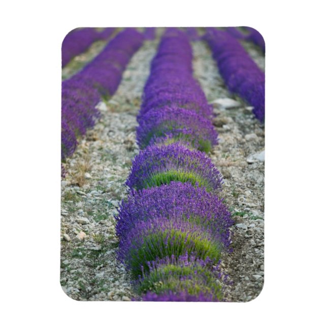 Lavender field, Provence, Frankreich Magnet (Vertikal)