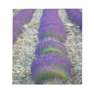 Lavender field, Provence, Frankreich Notizblock