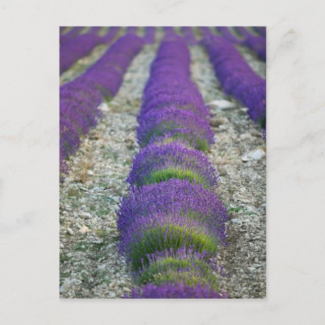 Lavender field, Provence, Frankreich Postkarte (Vorderseite)