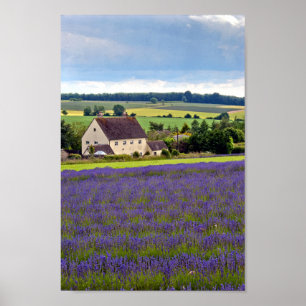 Lavender Field Summer Blume Cotswolds England Poster