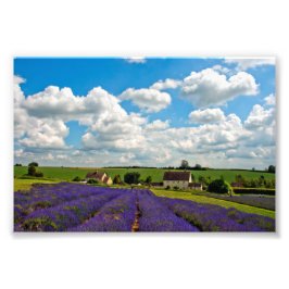 Lavender Field Summer Blume Cotwolds England Fotodruck