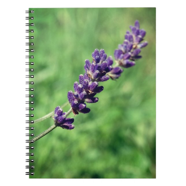 Lavender Foto Spiral Notebook Notizblock (Vorderseite)