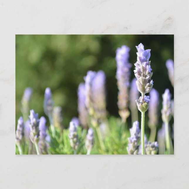 Lavender Fotografie Postcard Postkarte (Vorderseite)