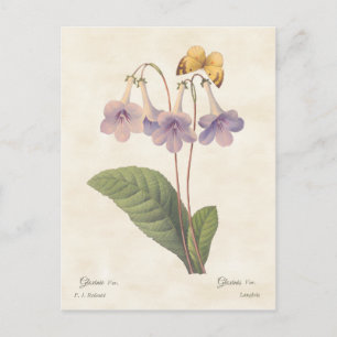 Lavender Gloxinia Vintag Botanische Illustration Postkarte