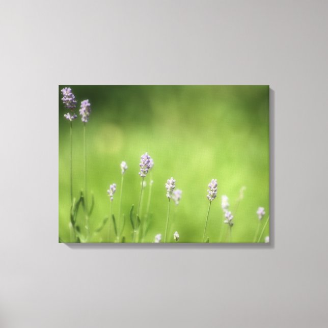 Lavender & Green Fotografy Art Leinwanddruck (Vorderseite)