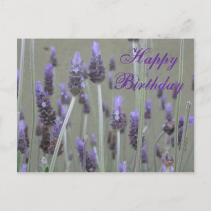 Lavender Happy Birthday Postkarte