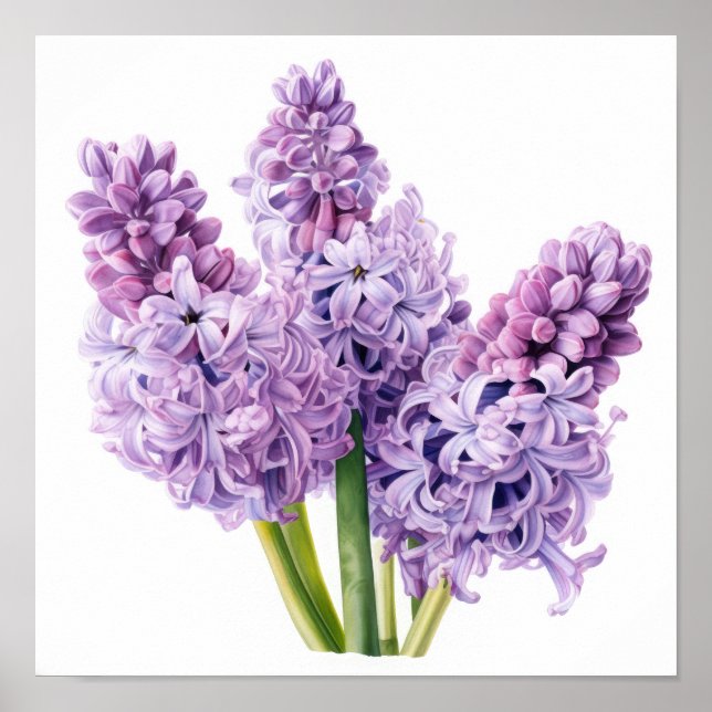 Lavender Hyacinth Blume Art Print Poster (Vorne)