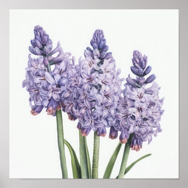 Lavender Hyacinth Blume Art Print Poster (Vorne)