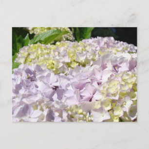 Lavender Hydrangea Blume Postkarten kundenspezifis