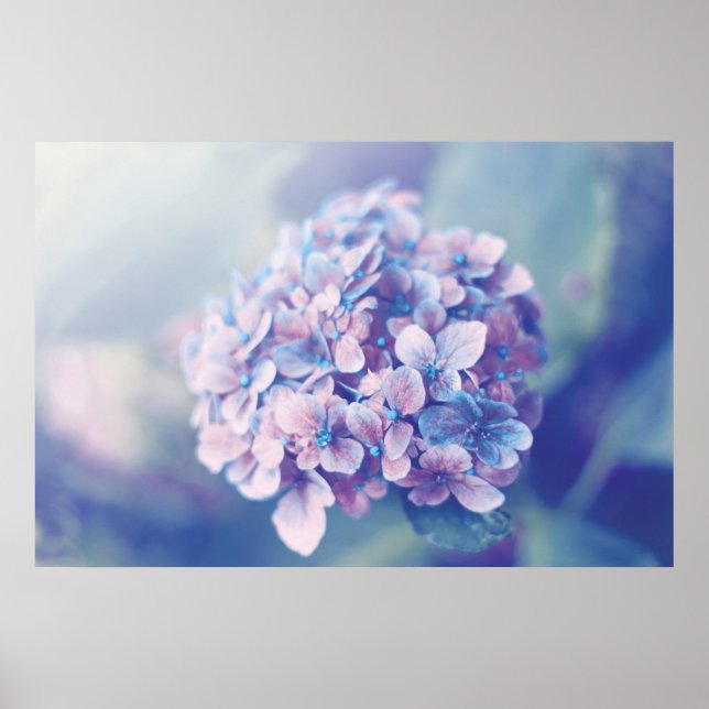 Lavender Hydrangea Poster (Vorne)