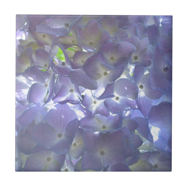 Lavender Hydrangeas Fliese (Vorderseite)